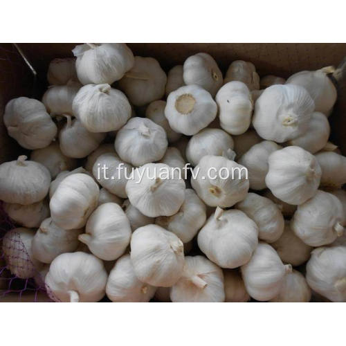 Jinxiang normale aglio bianco